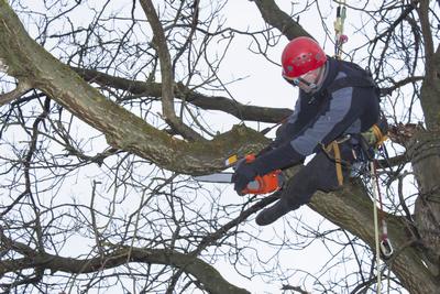 Chantier de élagage d'un arbre