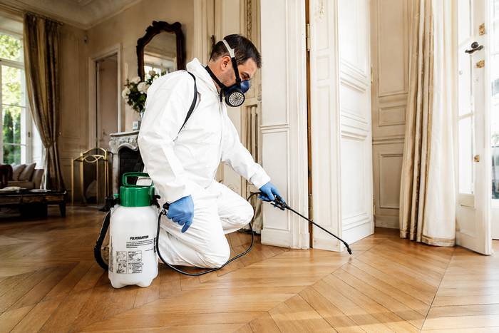 Comment traiter les puces de parquet ? — illustration RenoMigo