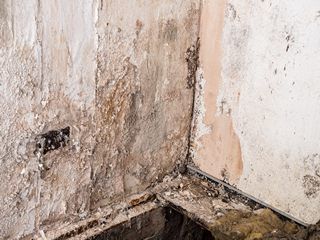 Comment traiter le salpêtre : conseils et prix des travaux