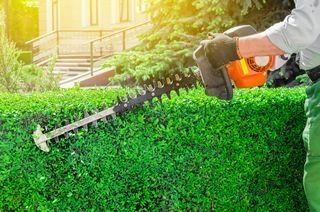 Comment choisir un taille-haie ? : conseils et prix des travaux